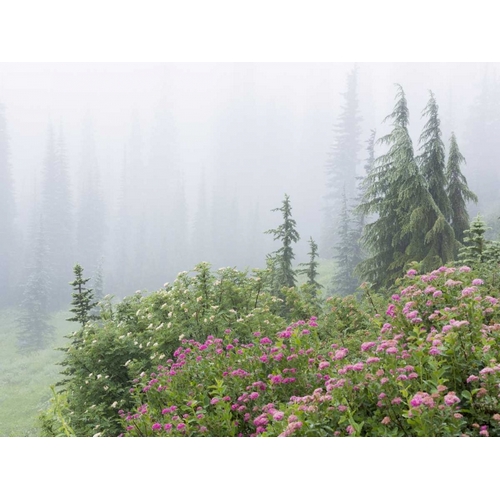 WA, Mount Rainier NP flowers in misty forest